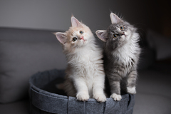 Purina® Kitten Chow® Premium Cat Food